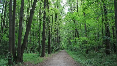 Битцевский лес