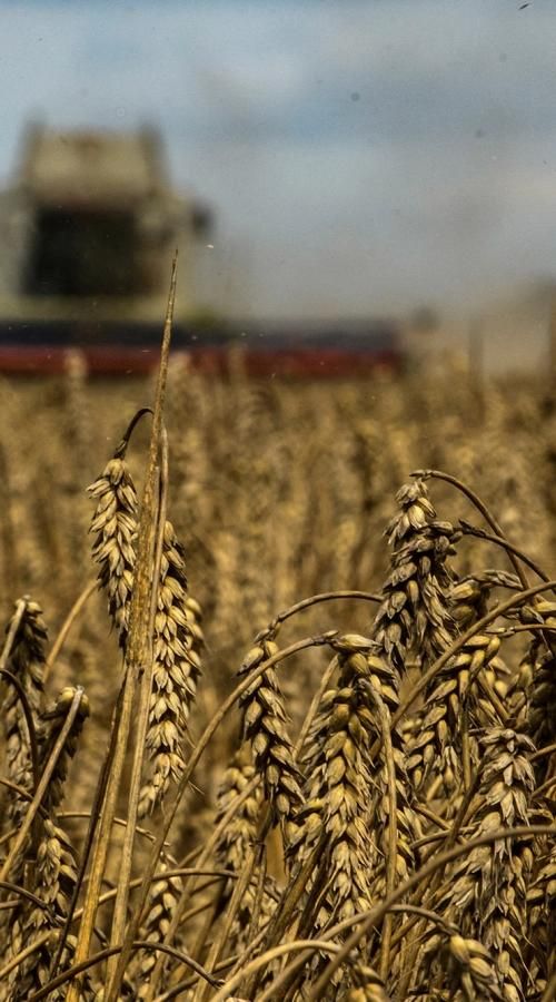Изображение-Что такое «зерновая сделка», как Россия манипулирует ей во время войны и что будет, если из Украины перестанут вывозить зерно